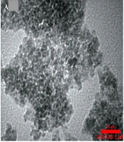 Gene Cell Tissue